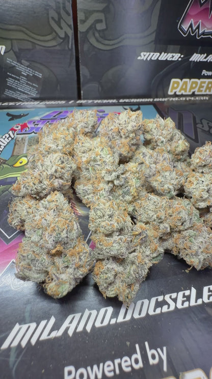 Cali Doc Grow ITA - MAMI MIAMI