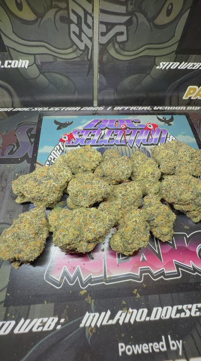 Top Cali Imported Bufalo Plein - TROPICAL RUNTZ