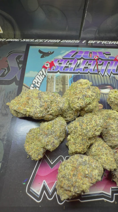 Top Cali Imported Bufalo Plein - GASOLINE DOSIDOS