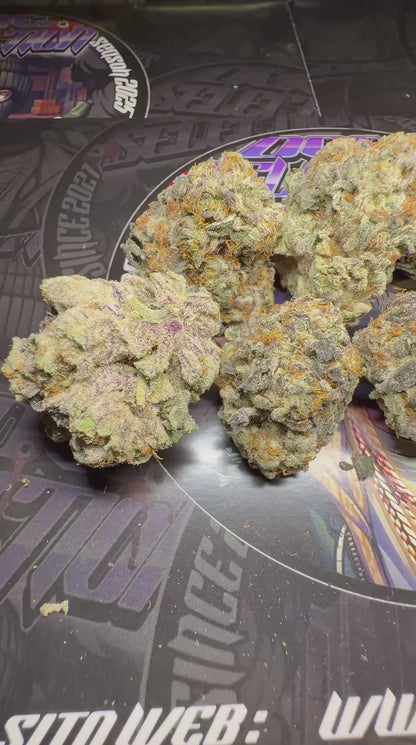 Top Cali Spain Doc Selection - CHANTILLY x OREOZ