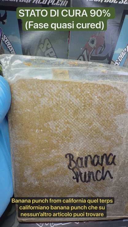 dry ice o’lator californiano 120/90u - BANANA PUNCH
